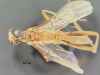 Rhopalphion_discinervus_HOLOTYPE