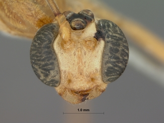 Rhopalphion_discinervus_HOLOTYPE