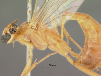 Rhopalphion_discinervus_HOLOTYPE