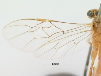 Rhopalphion_discinervus_HOLOTYPE