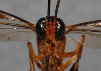 Athyreadon_aventris_gigas_HOLOTYPE