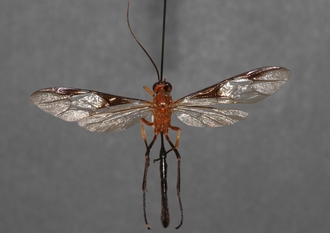 Athyreodon_aventris_gigas_HOLOTYPE