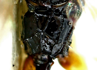 Tariqia stellaris propodeum