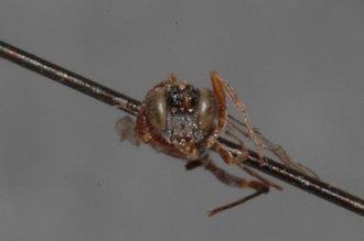 Caenoaulax_striatus