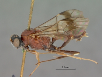 Astomaspis_coelebs_HOLOTYPE