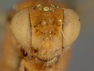 Lienella_tisisthenes_SAM-HYM-P000405_head