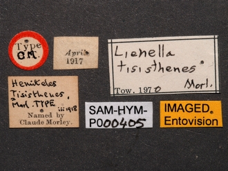 Lienella_tisisthenes_SAM-HYM-P000405_labels_2