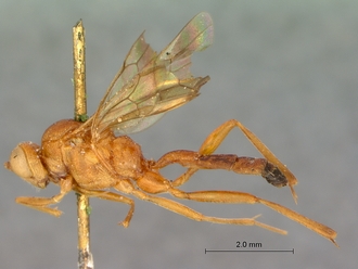 Lienella_tisisthenes_SAM-HYM-P000405_lateral