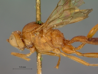 Lienella_tisisthenes_SAM-HYM-P000405_lateral_mesosoma_head