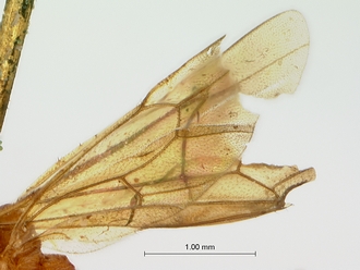 Lienella_tisisthenes_SAM-HYM-P000405_wing