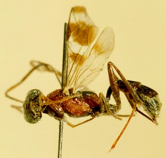 Paraphylax_nitidisentis_HOLOTYPE