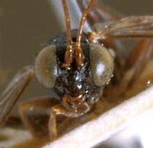 Paraphylax_annulipes