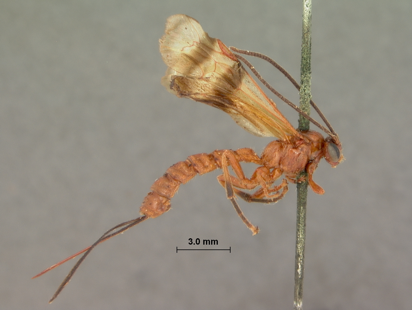 Hemipimpla_ferruginea_HOLOTYPE