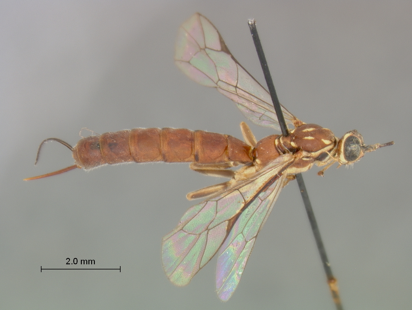 Clistopyga_africana_HOLOTYPE