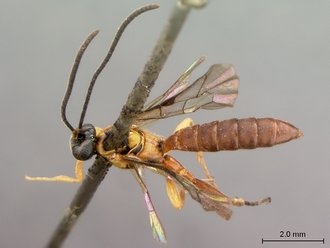 Itoplectis_suada_HT_male_habitus_dorsal
