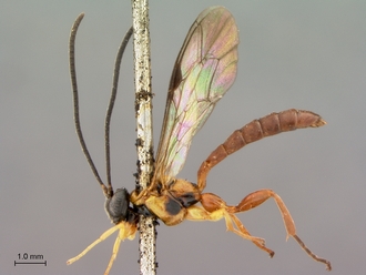 Itoplectis_suada_HT_male_habitus_lateral
