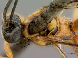 Itoplectis_suada_HT_male_head_mesosoma_dorsal