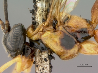 Itoplectis_suada_HT_male_head_mesosoma_lateral