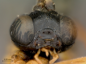 Itoplectis_suada_HT_male_mandibles