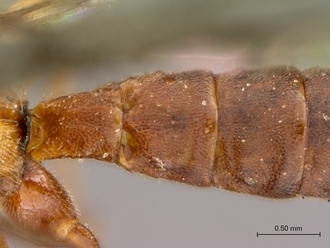 Itoplectis_suada_HT_male_petiole_dorsal