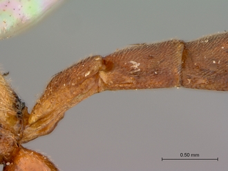 Itoplectis_suada_HT_male_petiole_lateral