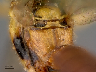 Itoplectis_suada_HT_male_propodeum