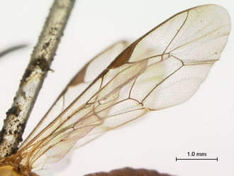 Itoplectis_suada_HT_male_wings