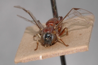 Pimpla_albipalpis