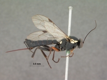 Pimpla_arnoldi_HOLOTYPE