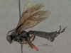 Pimpla_burgeoni_HOLOTYPE
