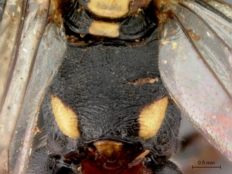 Pimpla_conchyliata_HT_female_propodeum