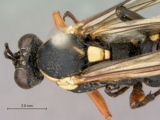 Pimpla_mahalensis_HT_female_head_mesosoma_dorsal