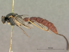 Sericopimpla_sericata_HOLOTYPE