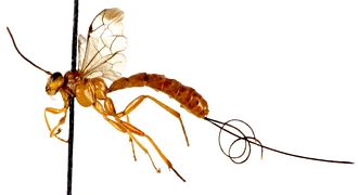Xanthophenax defector habitus