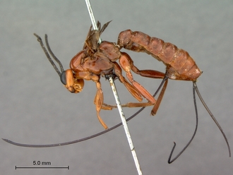 Xanthophenax_antinorii_HT_female_habitus_lateral
