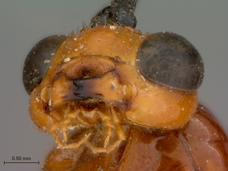 Xanthophenax_antinorii_HT_female_mandibles