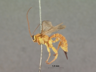 Xanthopimpla_appendiculata_HOLOTYPE