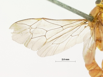Xanthopimpla_appendiculata_HOLOTYPE