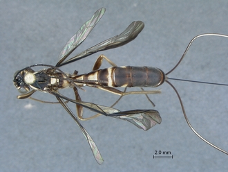 Epirhyssa_brianfisheri_SAM-HYM-P048018_habitus_dorsal