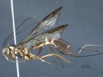 Epirhyssa_brianfisheri_SAM-HYM-P048018_habitus_lateral
