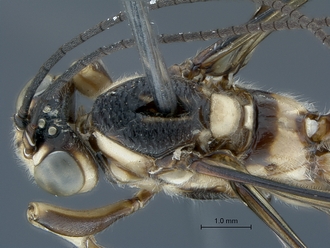 Epirhyssa_brianfisheri_SAM-HYM-P048018_head_mesosoma_dorso-lateral