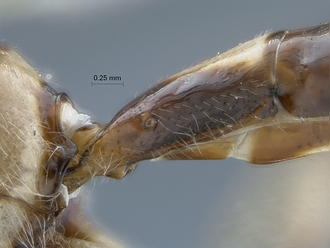Epirhyssa_brianfisheri_SAM-HYM-P048018_sternite1_profile
