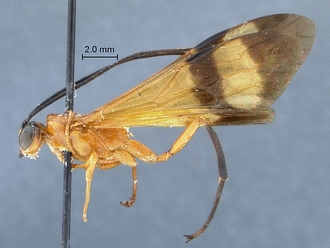 Epirhyssa_maynei_habitus_profile