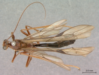 Netelia_errans_HT_female_habitus_dorsal