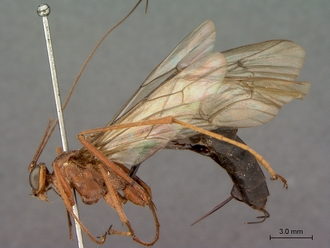 Netelia_errans_HT_female_habitus_lateral