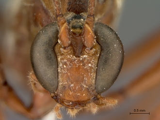Netelia_errans_HT_female_head_frontal