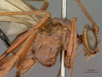 Netelia_errans_HT_female_head_mesosoma_lateral
