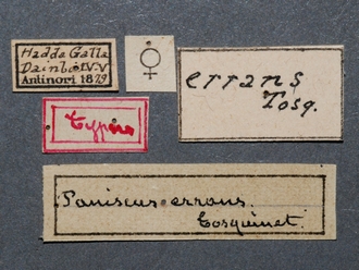 Netelia_errans_HT_female_labels