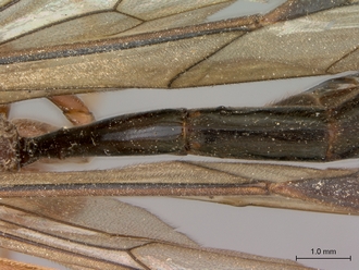 Netelia_errans_HT_female_petiole_dorsal