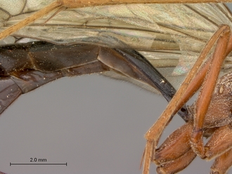 Netelia_errans_HT_female_petiole_lateral